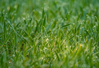Wet grass in the spring. Rural sceney of a green field. Water droplets on the grass spikes. Closeup of the grass in spring.