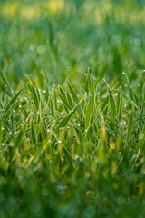 Wet grass in the spring. Rural sceney of a green field. Water droplets on the grass spikes. Closeup of the grass in spring.