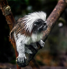 Cotton-top tamarin on the branch. Latin name - Saguinus oedipus
