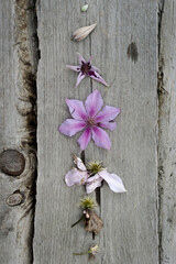 purple orchid on wooden background