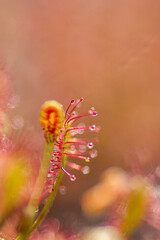 Sundew,Drosera intermedia