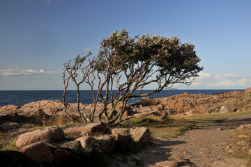 a sloping tree on the shores of the Baltic Sea on the island of Bornholm - obrazy, fototapety, plakaty