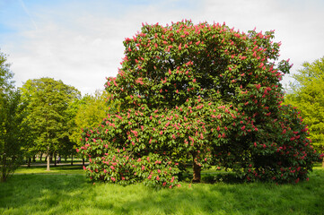 Fototapeta na wymiar Pink chestnut tree blossoming in the park. Regent's park, London, UK.