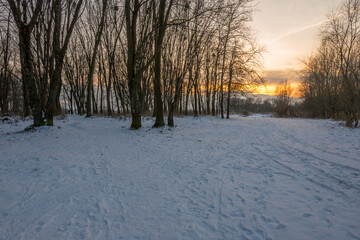Obraz premium Freeze landscape of the forest during the sunset. Trees are highlighted by the sunlight.