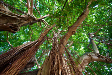 banyan tree
