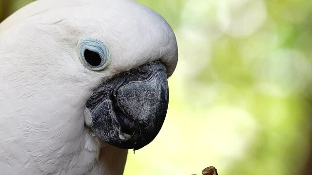 4K White parrot cockatoo clicking beak and looking into camera. Close up cockatoo parrot in wild nature	