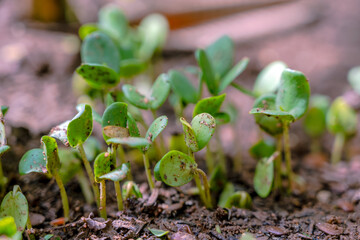 new growth, ground, sprout, Albizia, forest, rain