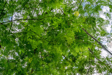 The Sky and The Lush Green, Landscape, Greenery, leaves, branch