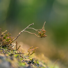 A beautiful heather growing on a forest floor during the spring season. A natural woodland scenery of Northern Europe.