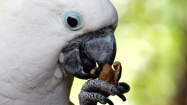 4K White parrot cockatoo clicking beak and looking into camera. Close up cockatoo parrot in wild nature	