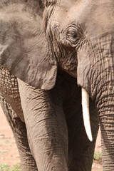 Fototapeta na wymiar close up of an elephant