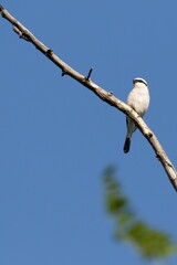 Red-backed shrike. A small songbird sits on a dry branch against the blue sky. Natural habitat. Wildlife. Ukraine.