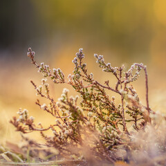 A beautiful heather growing on a forest floor during the spring season. A natural woodland scenery of Northern Europe.