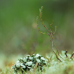 Beautiful closeup of small lichen growing on the forest froor in spring. Natural scenery with shallow depth of field. Woodlands in Northern Europe.