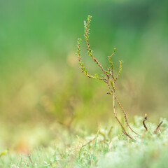 A beautiful heather growing on a forest floor during the spring season. A natural woodland scenery of Northern Europe.