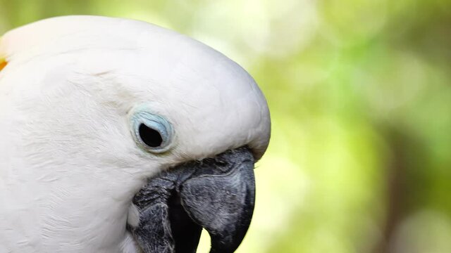 4K White parrot cockatoo clicking beak and looking into camera. Close up cockatoo parrot in wild nature	