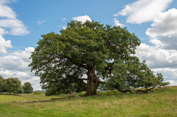 Fototapeta na wymiar Old oak tree in the summertime