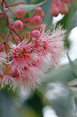 Pink and white blossoms and buds of the Australian native gum tree Corymbia Fairy Floss, family Myrtaceae. Grafted cultivar of Corymbia ficifolia which is endemic to Western Australia  © KHBlack