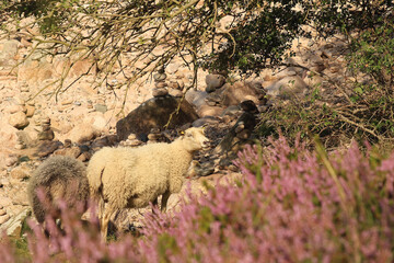 sheep grazing freely on the shore of the Baltic Sea on the island of Bornholm © Małgorzata-Alishia