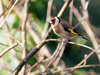 A close view of a striking Goldfinch (Carduelis carduelis) perched in a tree lit by sunlight.