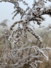 Winter, Frost
