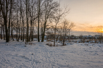 Freeze landscape of the forest during the sunset. Trees are highlighted by the sunlight.