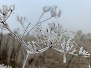 Winter, Frost