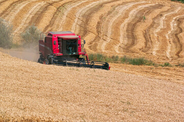 wheat harvest with combine harvester