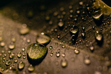 Small green leaves with water drops on a blurry background