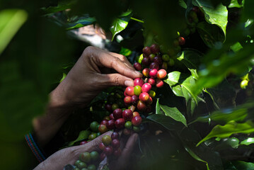 Workers harvest berries, Arabica coffee, colorful coffee beans in the fields of business, industry, economy, agriculture, healthy food and lifestyle in northern Thailand.