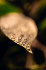 Small green leaves with water drops on a blurry background