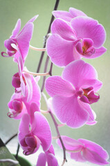 Naklejka na ściany i meble Beautiful pink orchid flower
