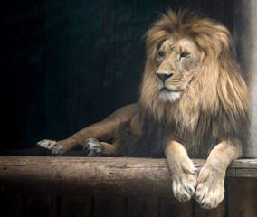 Leo looks at people peacefully