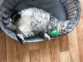 Unsere Katze Pia