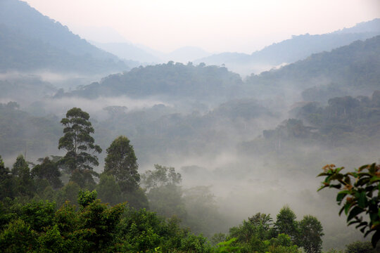 View of Bwindi Impenetrable Forest, Covered in Morning Mist. Uganda
