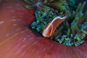 Pink anemonefish (Amphiprion perideraion) - also known as the pink skunk clownfish - in Layang...