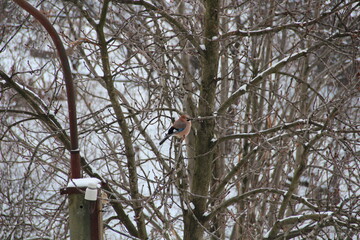 Jay on the tree