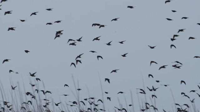 a flock of starlings circling in the sky