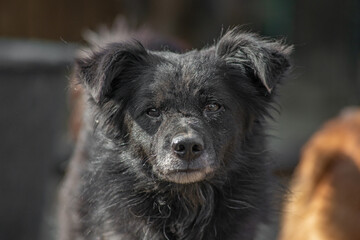 closeup portrait sad homeless abandoned colored white dog outdoor