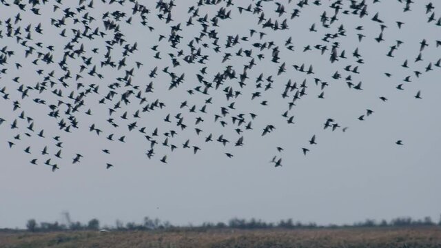 a flock of starlings circling on the field