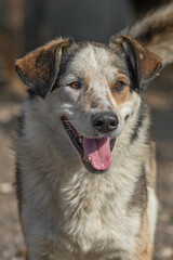 closeup portrait sad homeless abandoned colored white dog outdoor