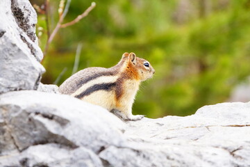 カナダバンフのシマリス