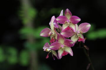 Obraz premium pink and white orchid