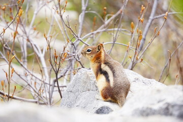 カナダバンフのシマリス