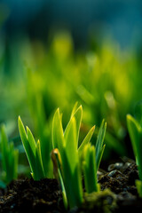 A beautiful green sprouts in the spring garden. Wet, sunny season. Green leaves growing from ground.