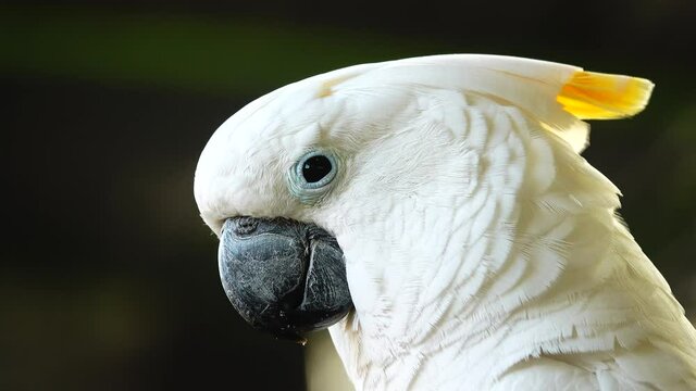 4K White parrot cockatoo clicking beak and looking into camera. Close up cockatoo parrot in wild nature	