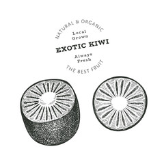 Hand drawn sketch style kiwi. Organic fresh food vector illustration isolated on white background. Retro exotic fruit illustration. Engraved style botanical picture.
