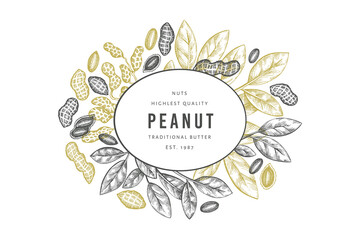 Hand drawn peanut branch and kernels design template. Organic food vector illustration on white background. Retro nut background. Engraved style botanical picture.