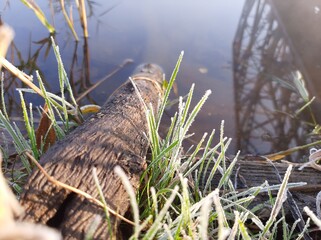 reeds in the lake