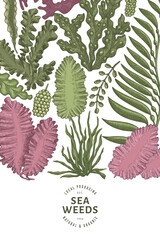 Fototapeta na wymiar Seaweed color design template. Hand drawn vector seaweeds illustration. Engraved style sea food banner. Retro sea plants background